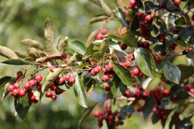 Sonbaharda Loretto Dağı Eşsiz Bölgesi, Staten Adası, Ny, Usa - 1 Ekim 2019