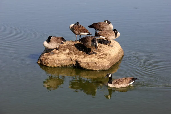 Gansos Canadá Descansando Uma Pedra Meio Lagoa Staten Island Eua — Fotografia de Stock