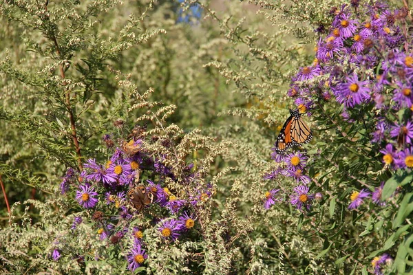 Colorful Butterflies Branch Field Flowers Staten Island Usa October 2019 — Stock Photo, Image