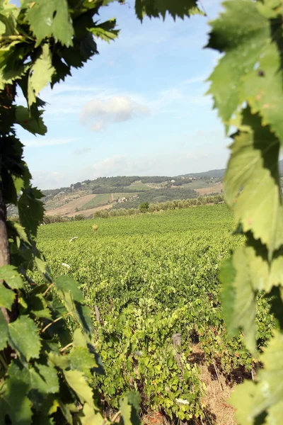 トスカーナの夏の風景 ブドウの枝を通して表示 Panzano Chianti イタリア 2015年7月27日 — ストック写真