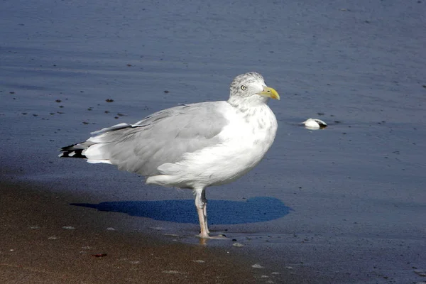 Gaivota Branca Cinza Uma Praia — Fotografia de Stock