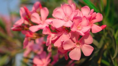 Pembe tatlı körfez zakkum çiçeklerinin doğal çiçekleri.