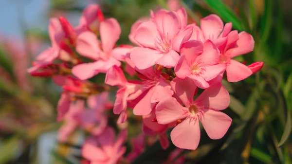 Pembe tatlı körfez zakkum çiçeklerinin doğal çiçekleri. — Stok fotoğraf