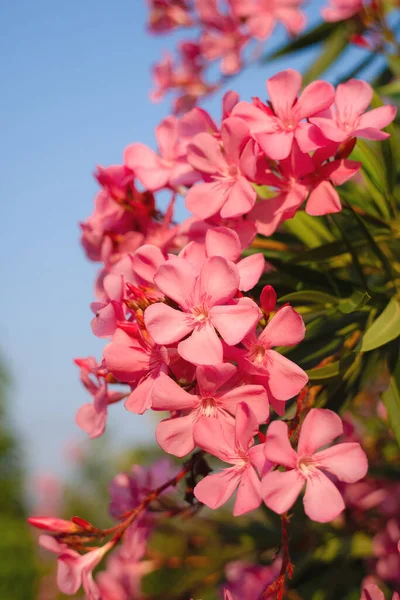 Pembe Tatlı Körfez Zakkum Çiçeklerinin Doğal Çiçekleri — Stok fotoğraf