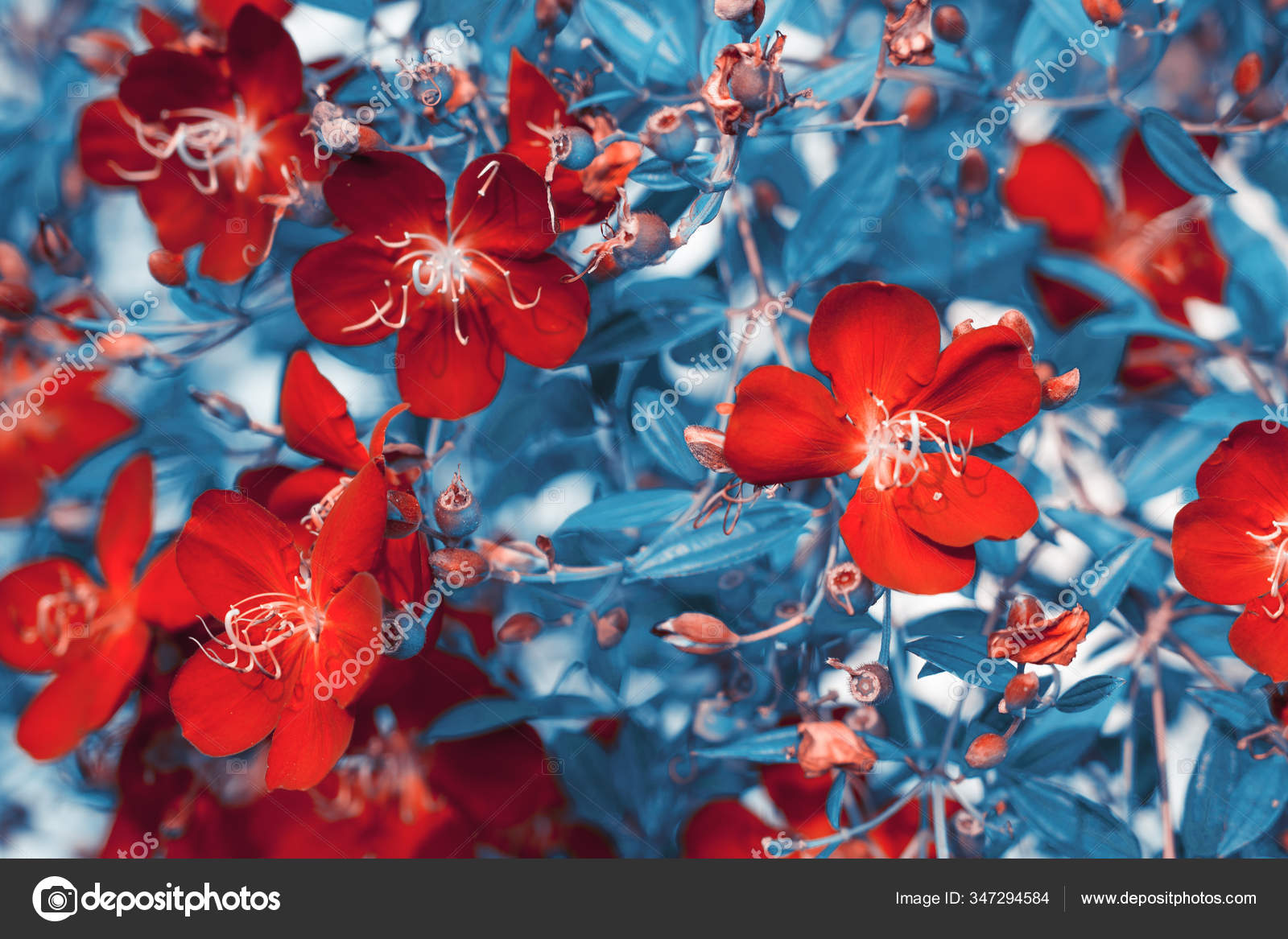 Flores Vermelhas Naturais Fundo fotos, imagens de © akesin@gmail.com  #347294584