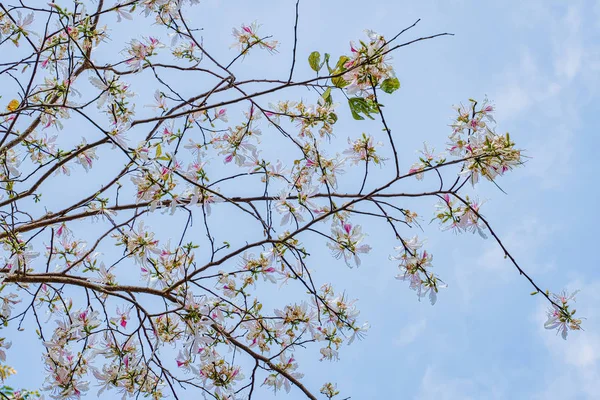 Fiori Naturali Sfondo Bianco Montagna Ebano Albero Fiori — Foto Stock