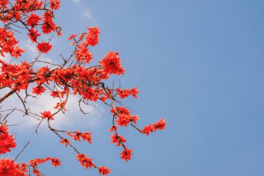 Piç meşe çiçeklerinin doğal çiçekleri.