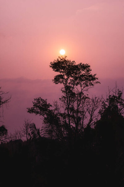 Silhouette narual sunrising background of sunrising with foreground of silhouette tree