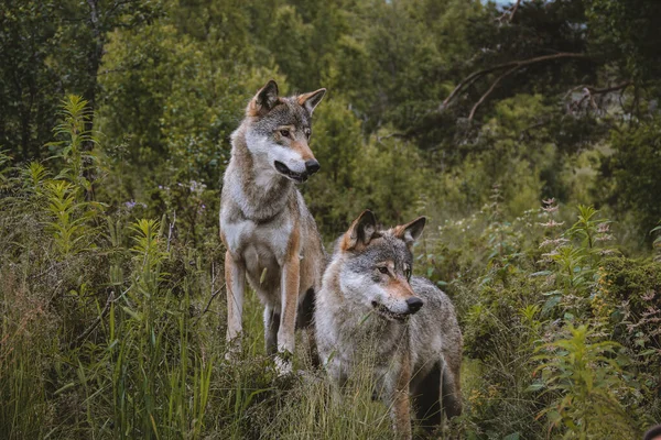Δύο λύκοι στέκονται στο δάσος — Φωτογραφία Αρχείου
