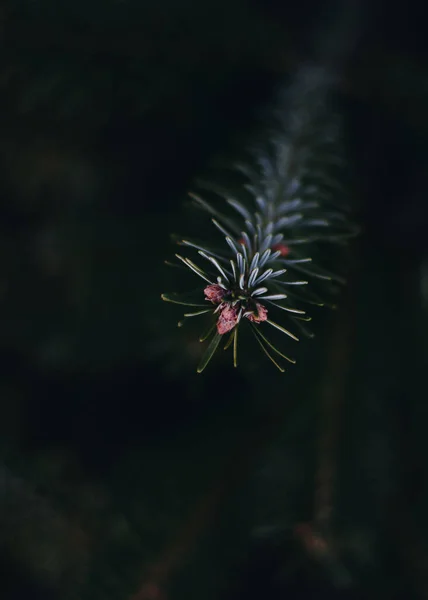 Branche d'un sapin au fond sombre — Photo