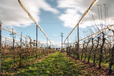 Baharda bir armut çiftliği
