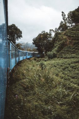 Çay tarlalarından geçen mavi bir tren.
