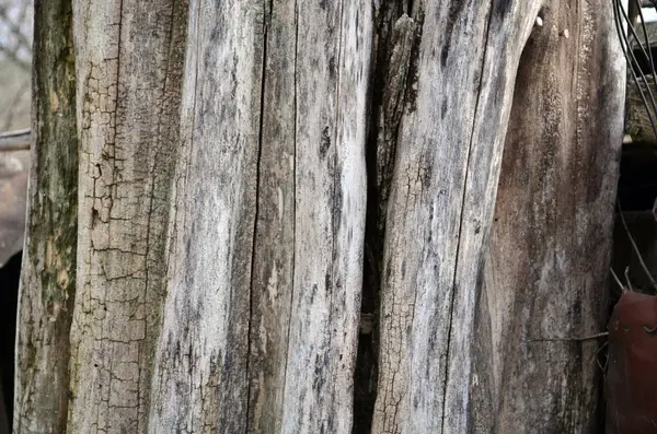 Old Dry Acacia Tree Background — Stockfoto