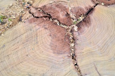 Çatlaklarda akasya kökü