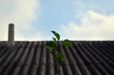 Çatının arka planında genç bir elma dalı var.