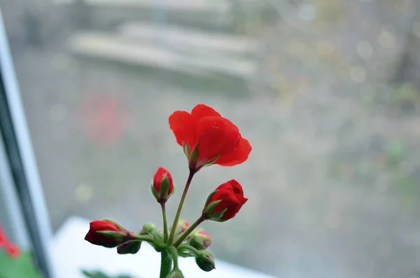 Vacker röd blomma blommar på fönsterbrädan — Stockfoto