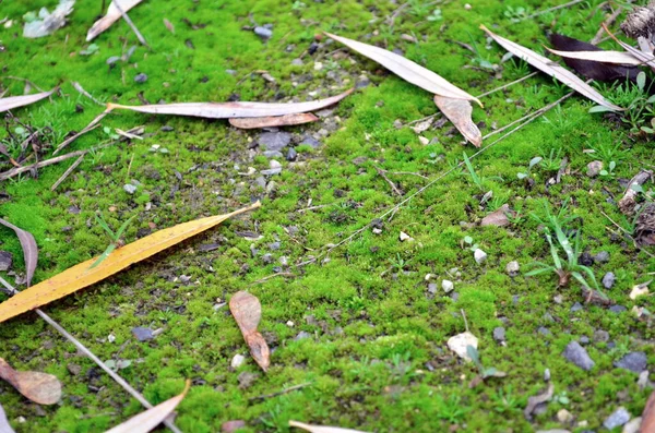 緑の苔と葉の背景色 — ストック写真