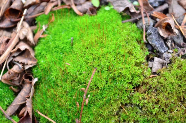 Groene mos achtergrond close-up textuur — Stockfoto
