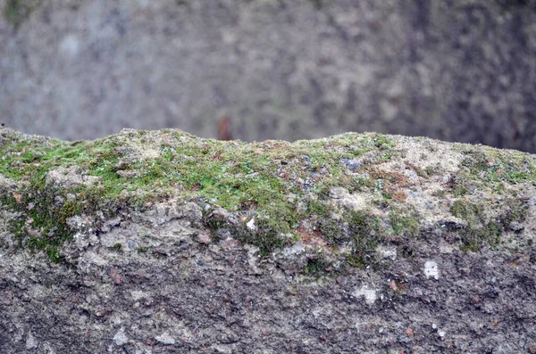 Текстура бетона і моху або абстрактний фон — стокове фото