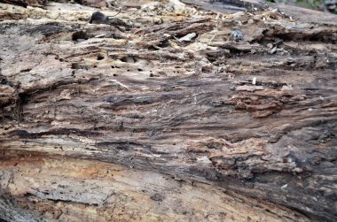 çürümüş eski ahşap duvar kağıdı