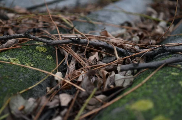 Getrocknete braune Blätter auf dem Dach im Herbst Hintergrund — Stockfoto