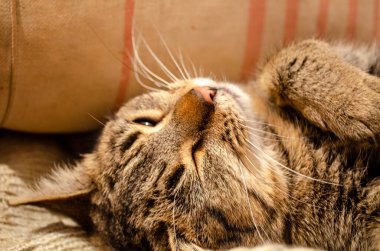 Güzel kedi yatakta uyuyor.