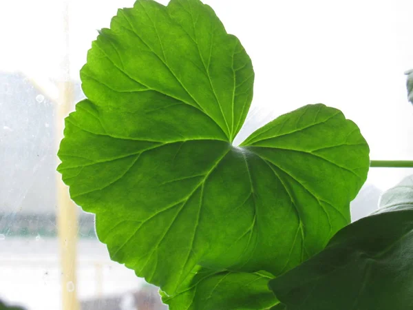 green leaf on the window glass background