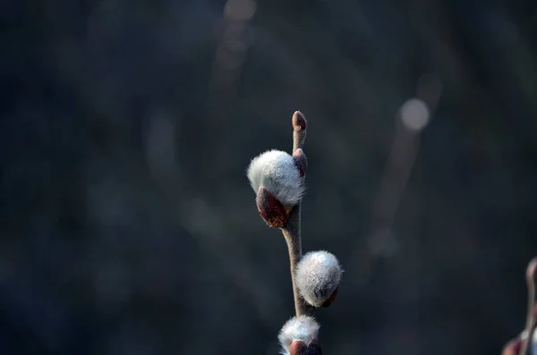 Цвітіння Осикової Гілки Навесні Парку — стокове фото