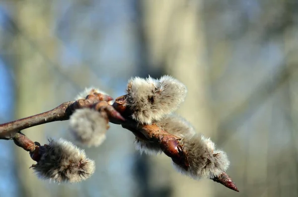 Blühender Espenzweig Frühling Einem Park — Stockfoto