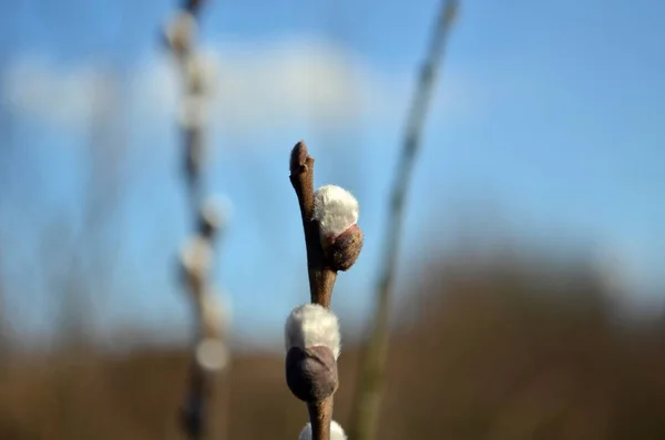 Blühender Espenzweig Frühling Einem Park — Stockfoto