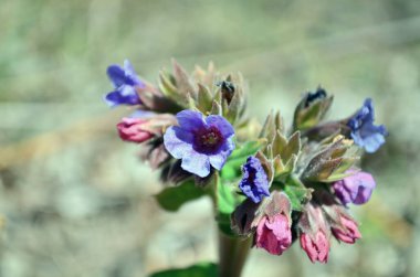 Güzel mor çiçekler açıyor.