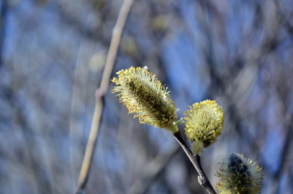 İlkbaharda çiçek açan kavak dalı — Stok fotoğraf