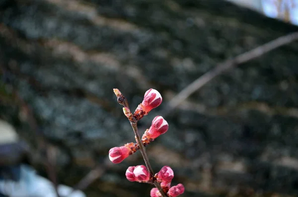 Blooming branch of an apricot tree — Stock Photo, Image