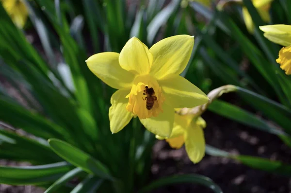 Una flor púrpura floreciendo en primavera — Foto de Stock