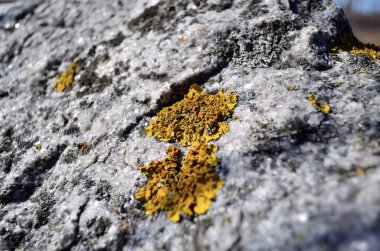 Kayalık zeminde yosun var.