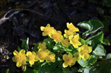 Nisan 'da açan güzel sarı çiçekler