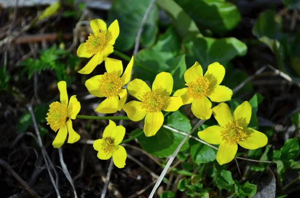 Beautiful Yellow Flowers Bloming April — Stock Photo, Image