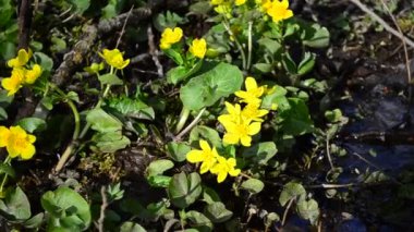 İnek gülü çiçekleri baharda açar Nisan 'da.