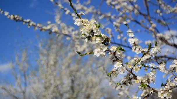 Pflaumenbaumblüten Blühen Frühling — Stockvideo