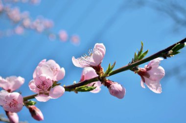 Şeftali çiçekleri. Bahar çiçekleri doğal arka plan
