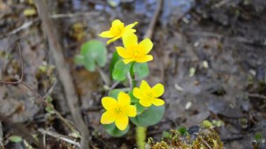 Güzel inek sürüsü çiçekleri açıyor. 