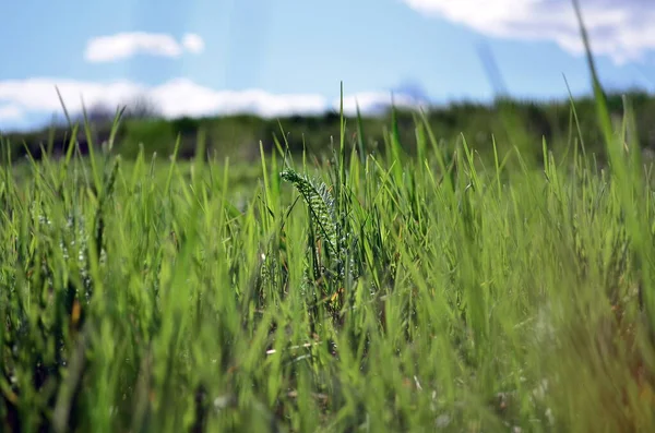 Grünes Junges Gras Ende April — Stockfoto