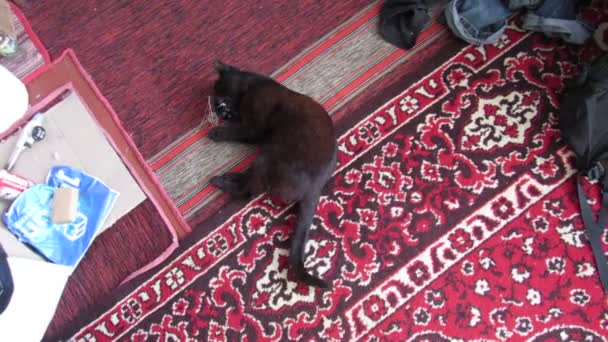 Schwarze Katze Spielt Mit Irgendeinem Spielzeug — Stockvideo