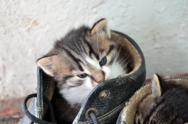 ブーツの中で小さな猫が滑り — ストック写真