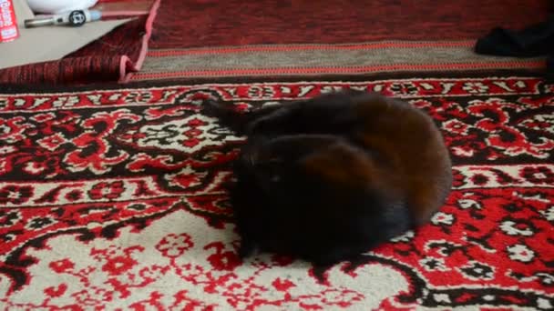 Μαύρη Γάτα Πιάσει Ένα Παιχνίδι Και Γίνει Άγρια — Αρχείο Βίντεο