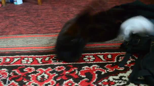 Czarny Kot Otrzymał Niektóre Zabawki — Wideo stockowe