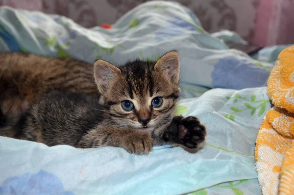 Полосатая Маленькая Кошка Смотрит Камеру — стоковое фото