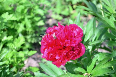 Bahçemde açan kırmızı şakayık çiçeği