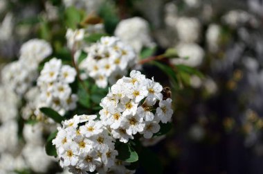 Güzel spirea çiçekleri Mayısta çiçek açıyor