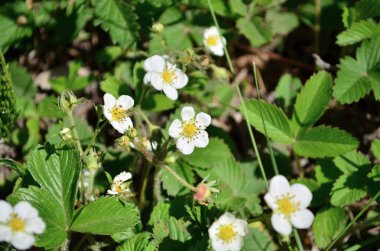 Mayısta yabani çilek çiçekleri açıyor. Ukrayna